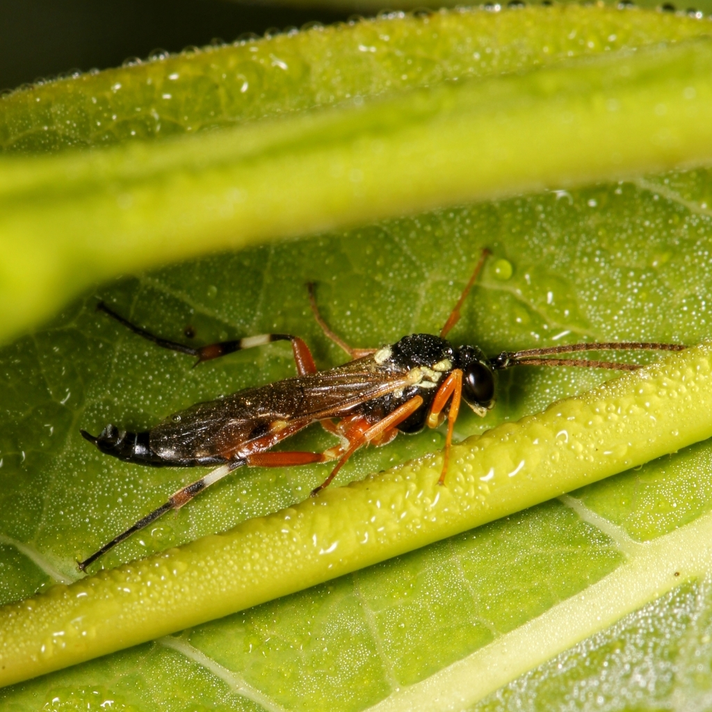 Diplazon laetatorius (Common Hover Fly Parasitoid Wasp), California species