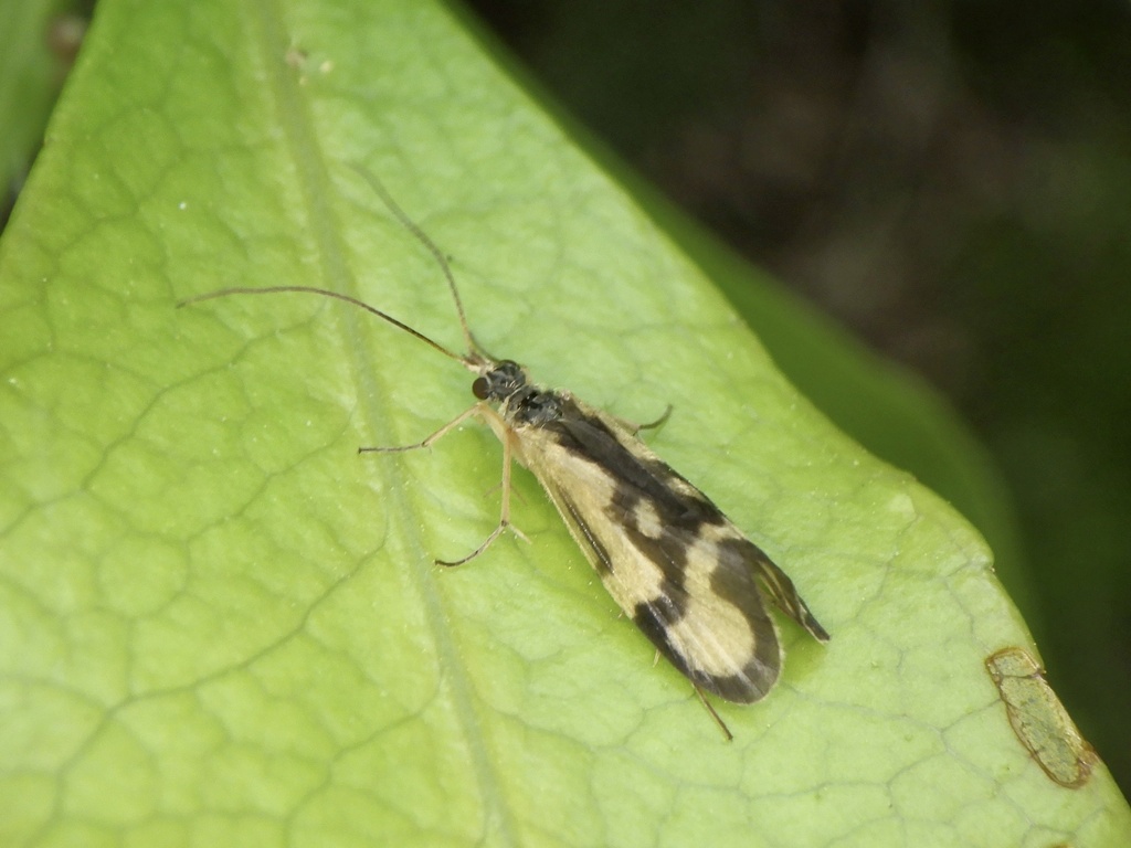 Diplectrona californica (California Diplectronan Caddisfly), California species