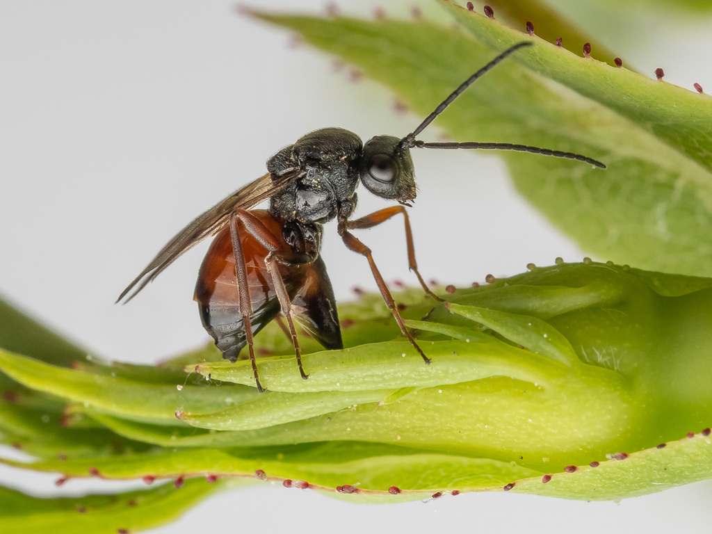 Diplolepis rosae (Mossy Rose Gall Wasp), California species