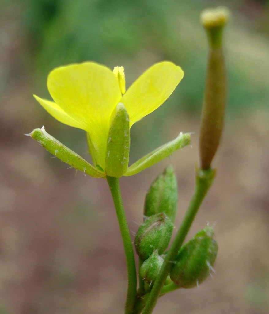 Diplotaxis muralis (Annual wall rocket), non-native California herb