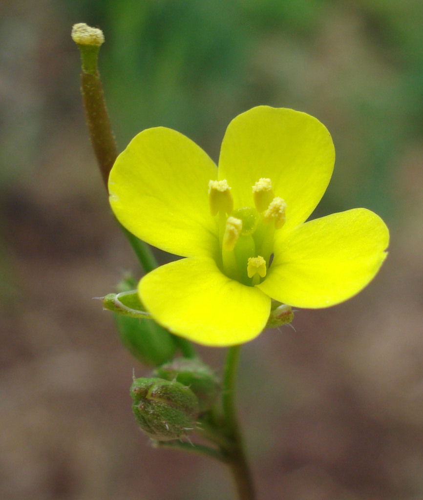 Diplotaxis sp. (Wall rocket), non-native California perennial