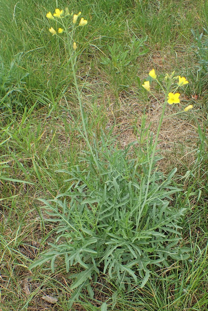 Diplotaxis tenuifolia (Perennial wall rocket), non-native California subshrub