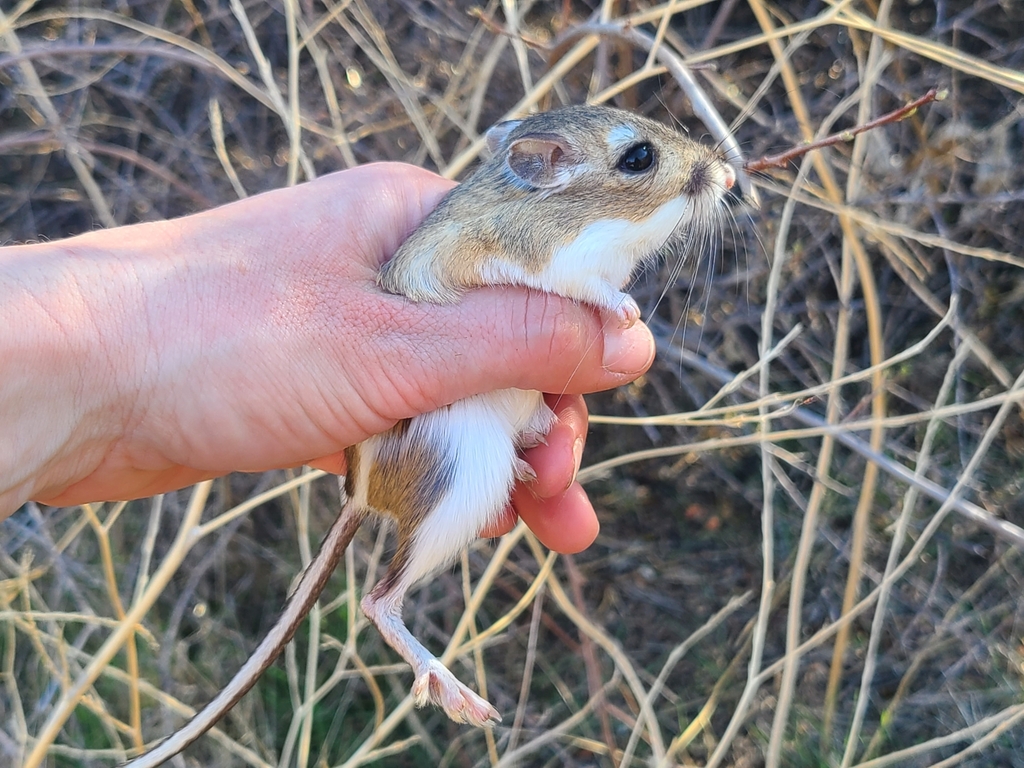 Dipodomys agilis (Agile Kangaroo Rat), California species