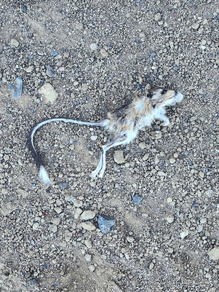 Dipodomys californicus (California Kangaroo Rat), California species