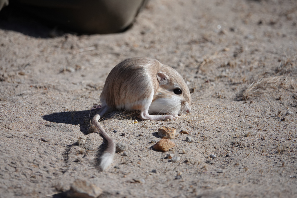 Dipodomys deserti (Desert Kangaroo Rat), California species