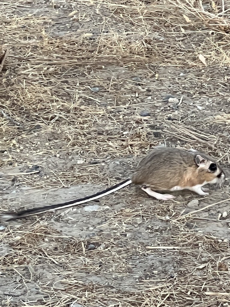 Dipodomys ingens (Giant kangaroo rat), California species