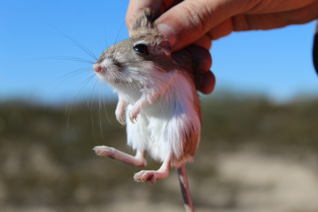 Dipodomys merriami (Merriam's Kangaroo Rat), California species