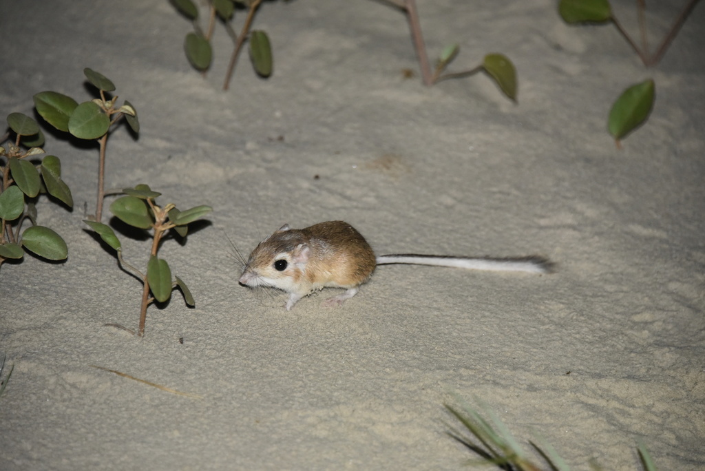 Dipodomys venustus (Narrow-faced Kangaroo Rat), California species