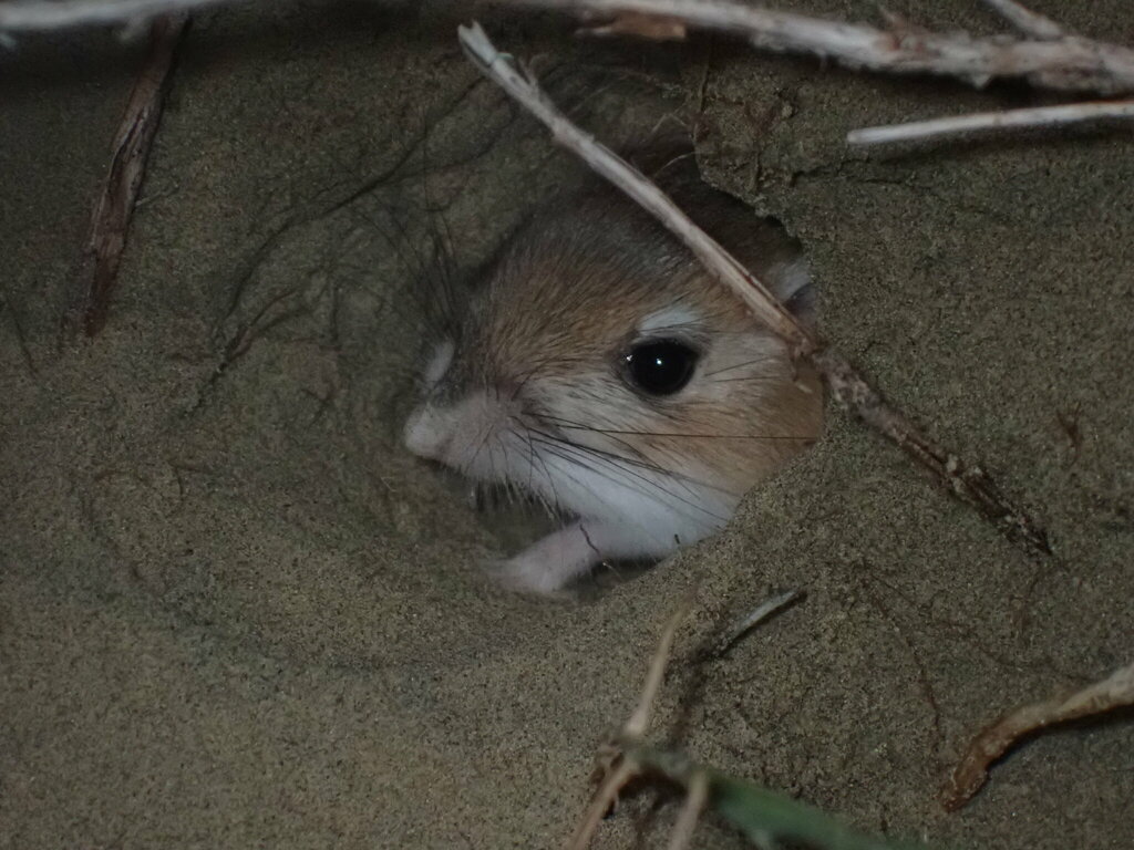 Dipodomys ordii (Ord's Kangaroo Rat), California species
