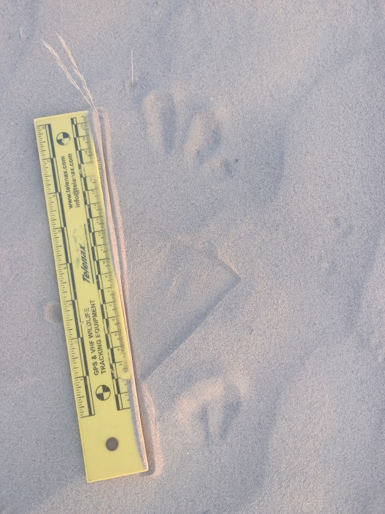Dipodomys simulans (Dulzura Kangaroo Rat), California species