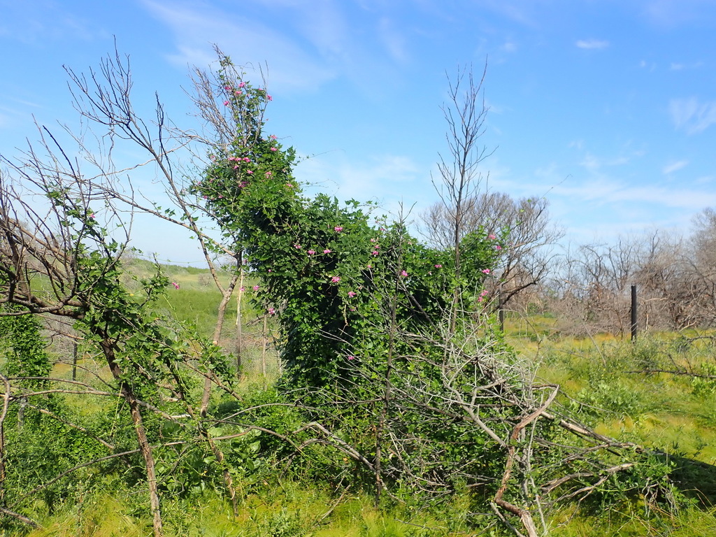 Dipogon lignosus (Cape sweet pea, okie bean), California vine