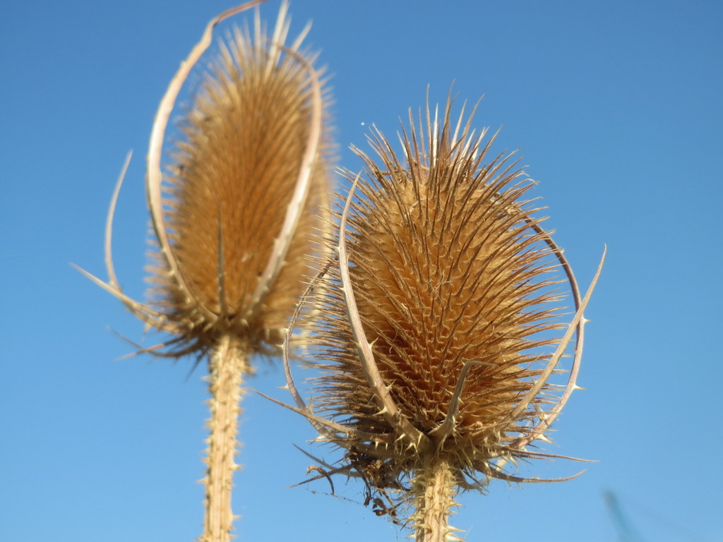Dipsacus fullonum (Wild teasel), non-native California herb