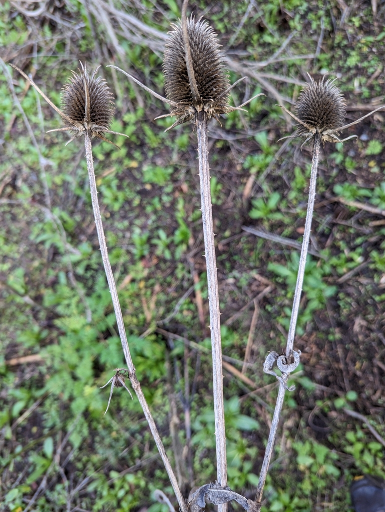 Dipsacus sativus (Fuller's teasel), non-native California herb