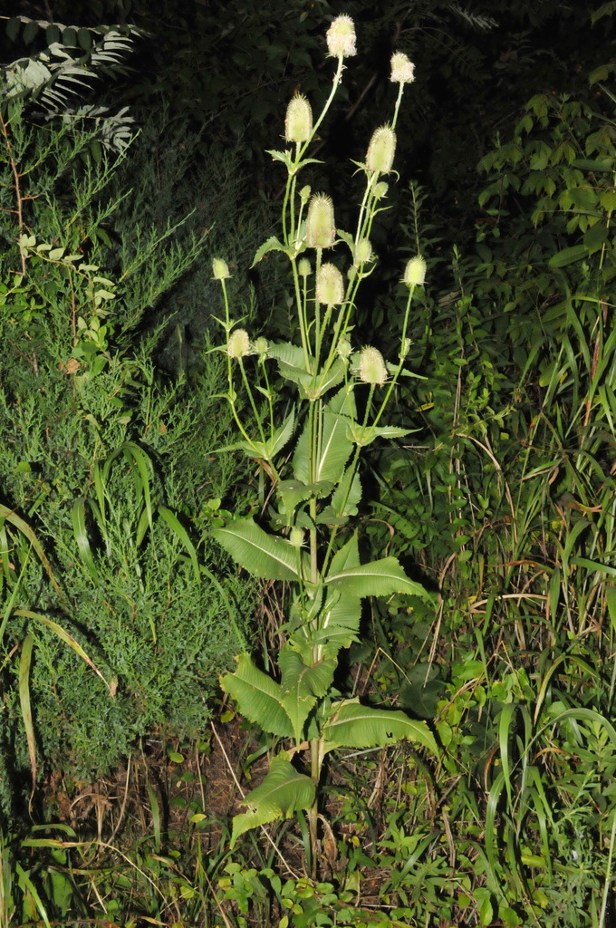 Dipsacus sp. (Teasel), non-native California biennial