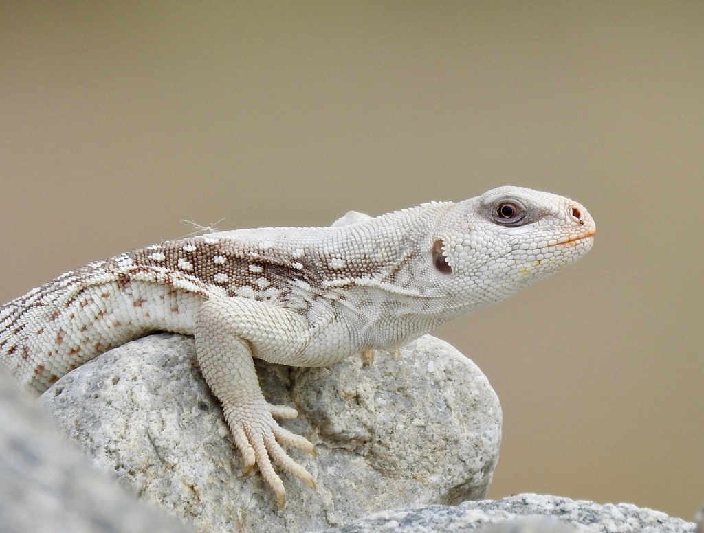 Dipsosaurus dorsalis (Desert Iguana), California species
