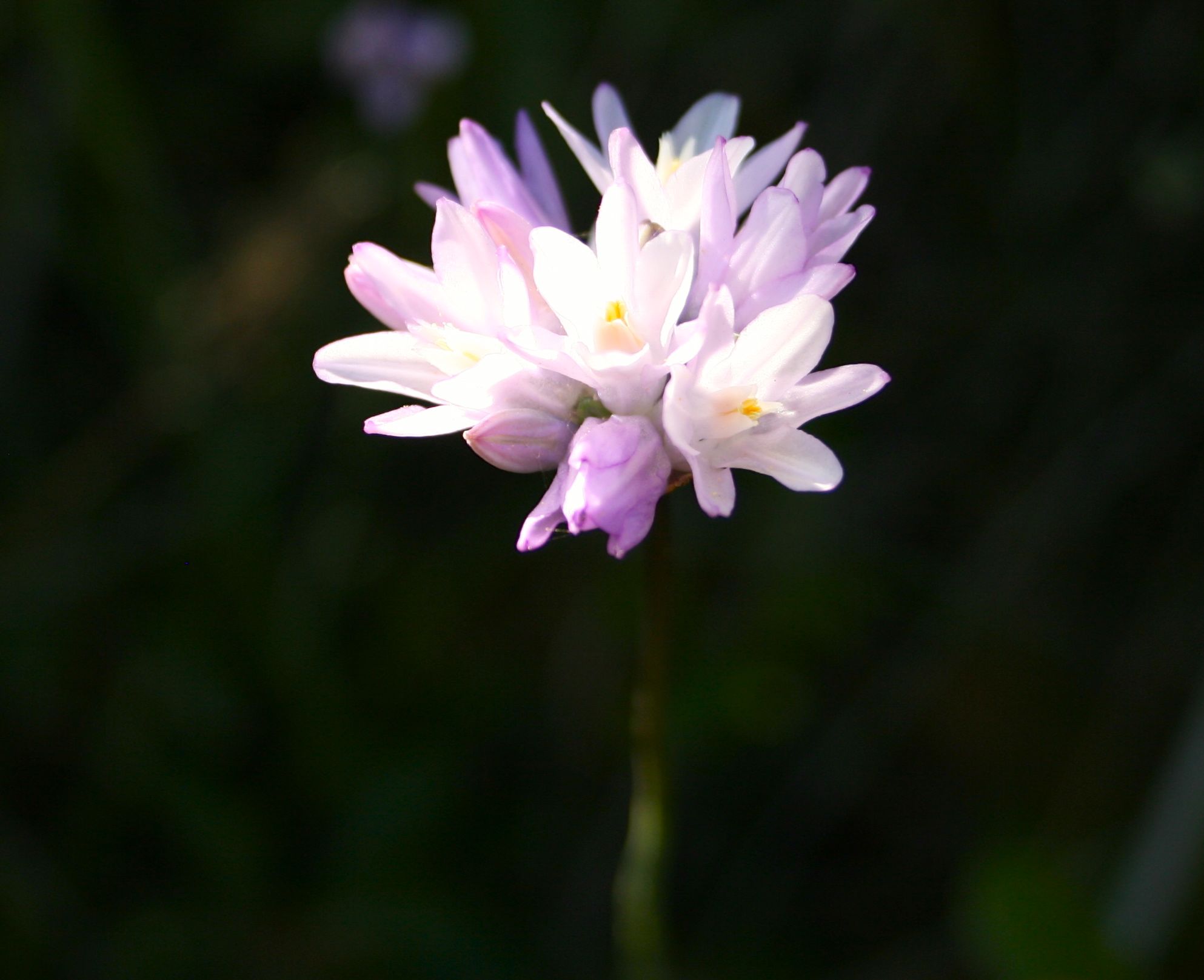 Dipterostemon capitatus (Blue dicks), native California herb