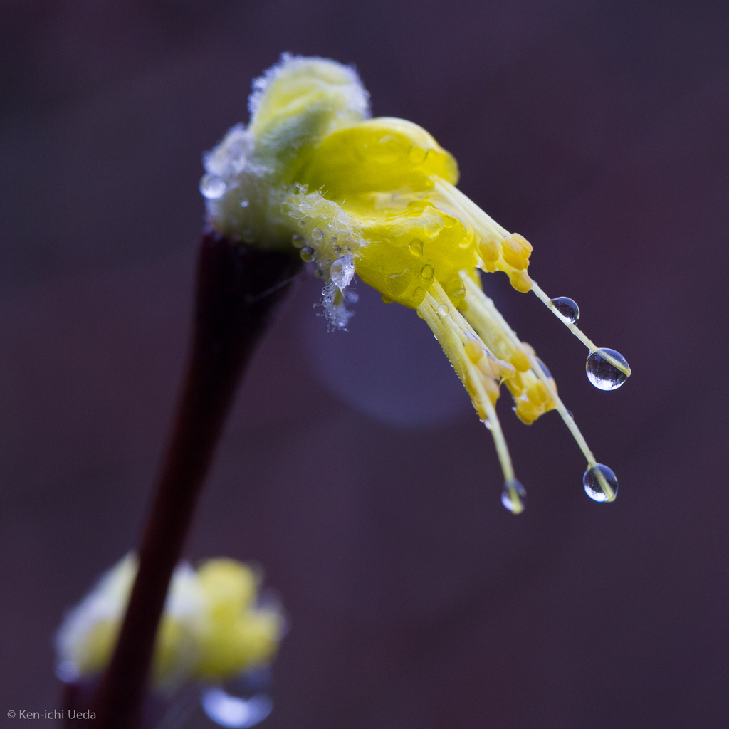 Dirca occidentalis (Western leatherwood), native California shrub