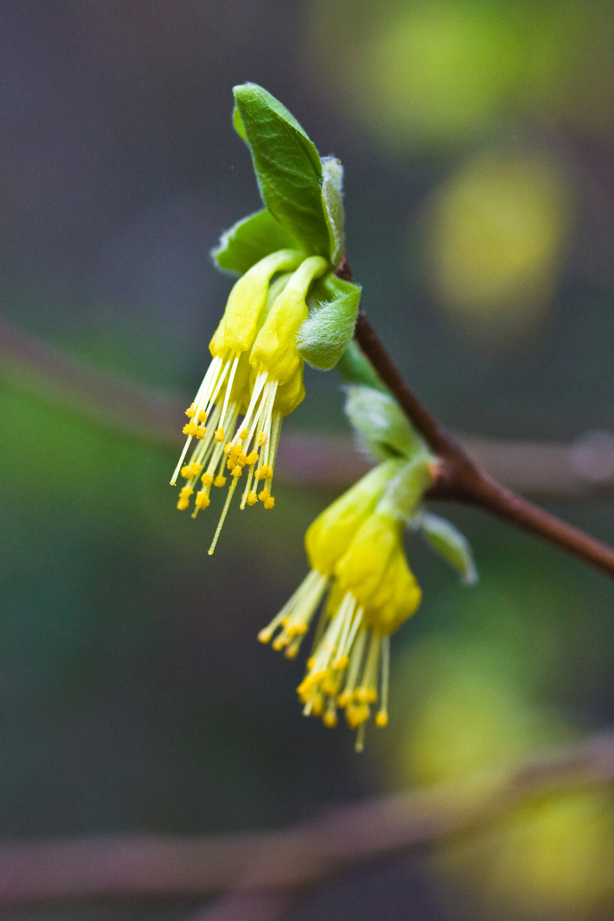 Dirca sp. (Leatherwood), native California shrub