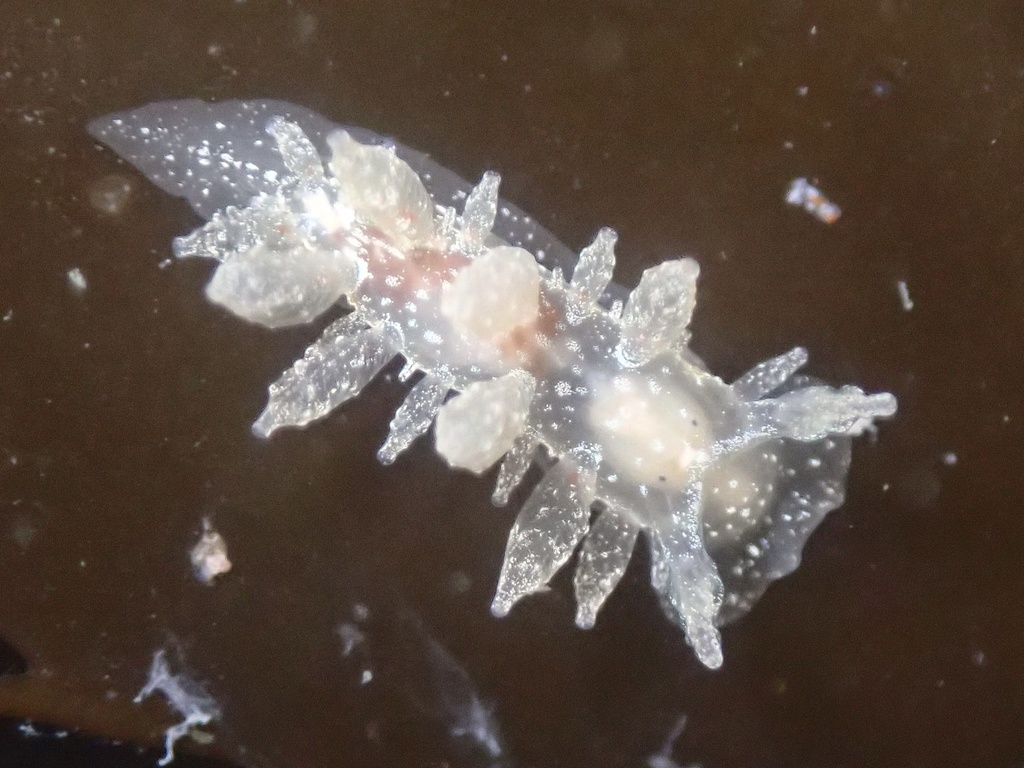 Dirona picta (Colorful Dirona), California species