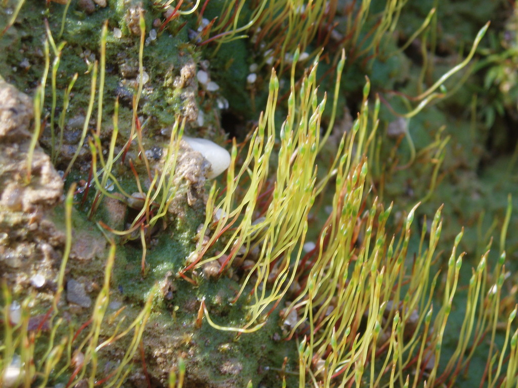 Discelium nudum (naked flag moss), California species