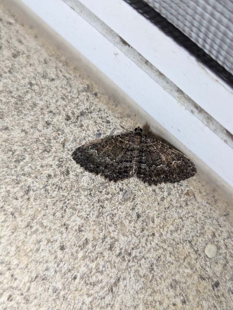 Disclisioprocta stellata (Somber Carpet), California species