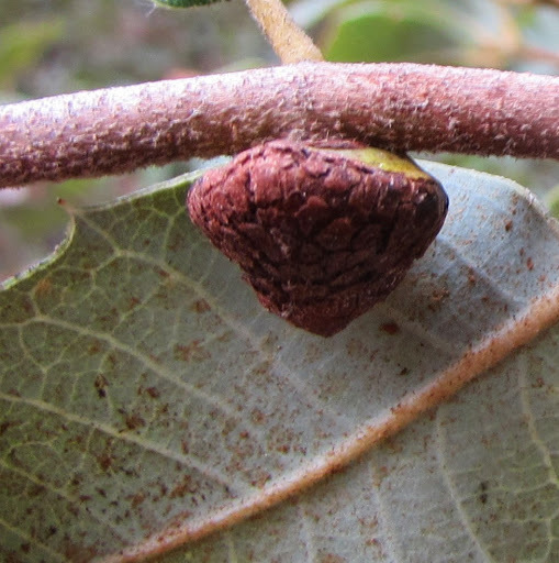 Disholandricus chrysolepidis (Muffin Gall Wasp), California species