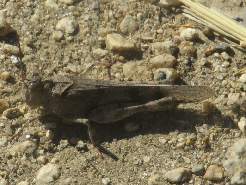Dissosteira pictipennis (California Rose-winged Grasshopper), California species