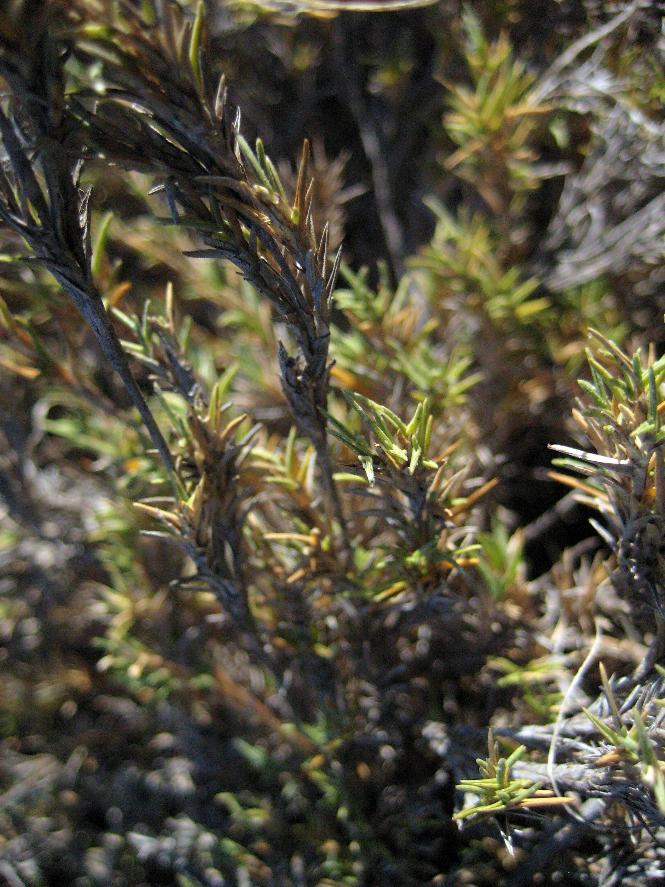 Distichlis littoralis (Shore grass), native California grass