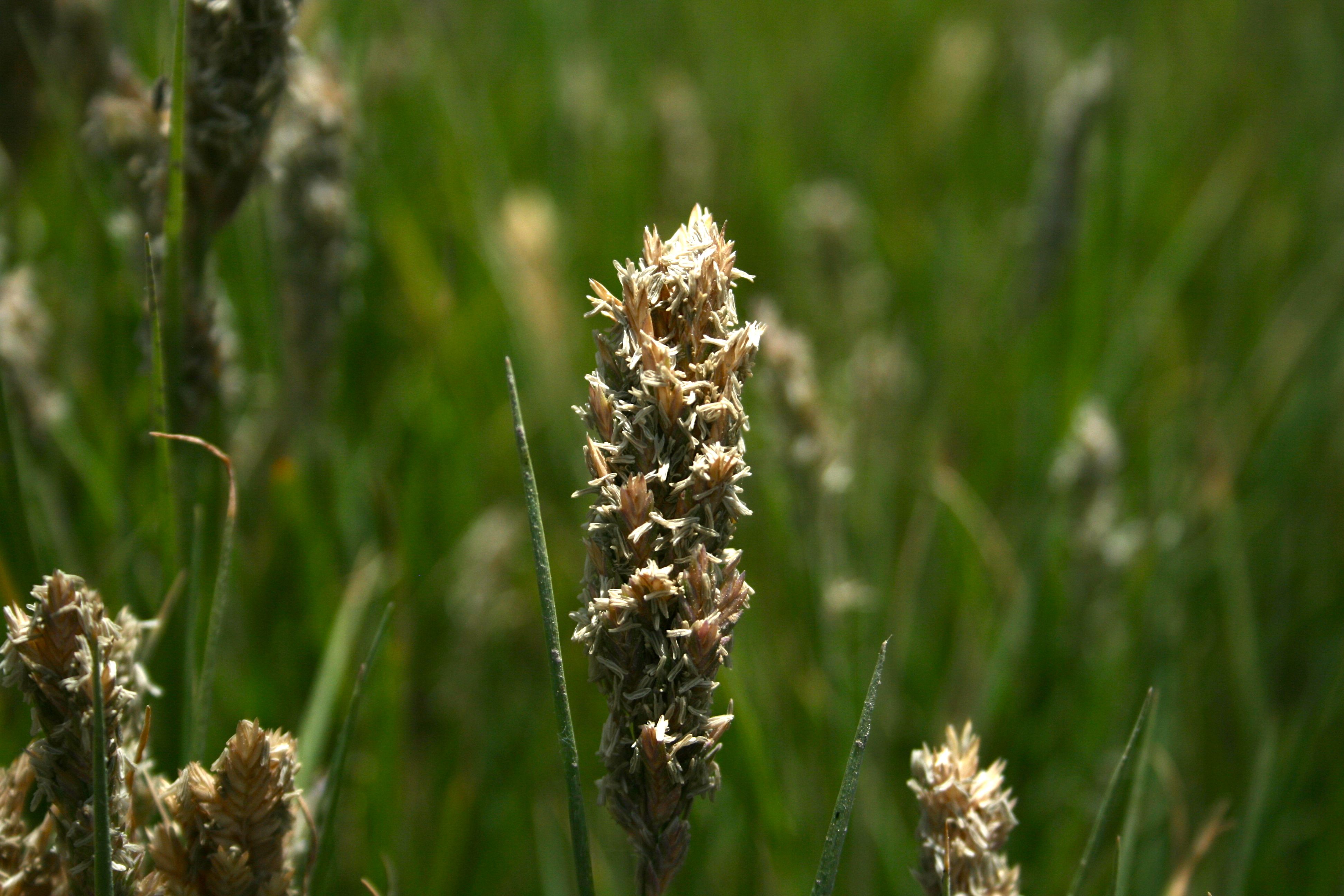 Distichlis spicata (Salt grass), native California grass