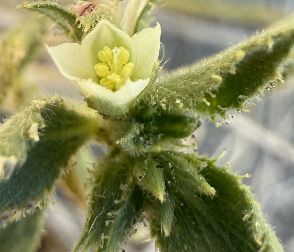 Ditaxis claryana (Glandular ditaxis), native California herb