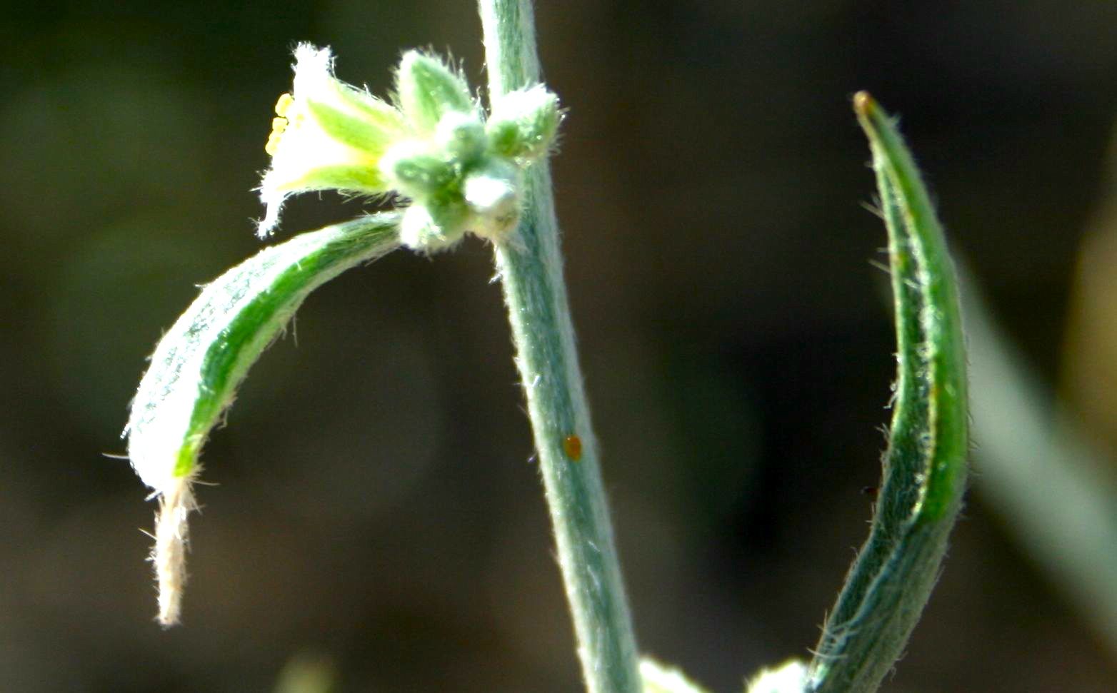 Ditaxis lanceolata (Lance leaved ditaxis), native California subshrub
