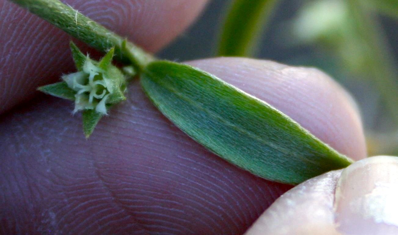Ditaxis neomexicana (Common ditaxis), native California herb