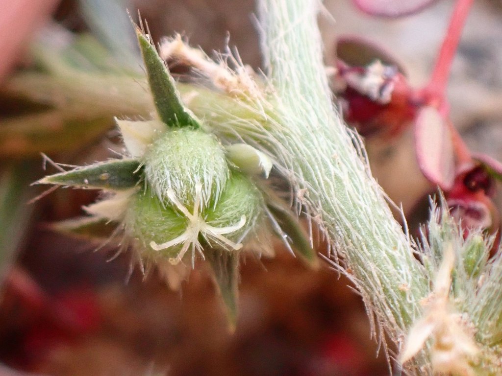 Ditaxis serrata (Saw toothed ditaxis), native California herb