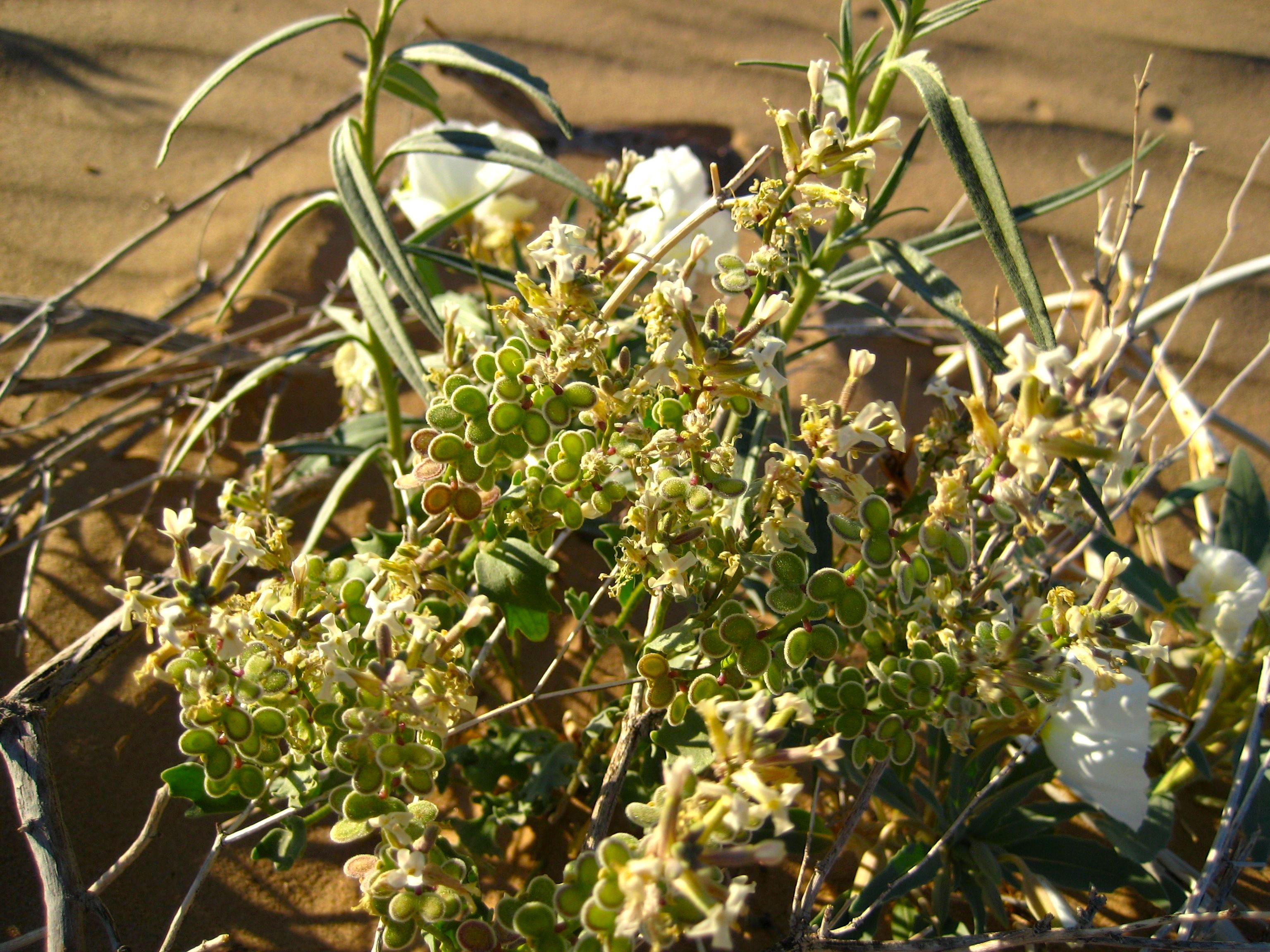 Dithyrea californica (California shieldpod), native California herb