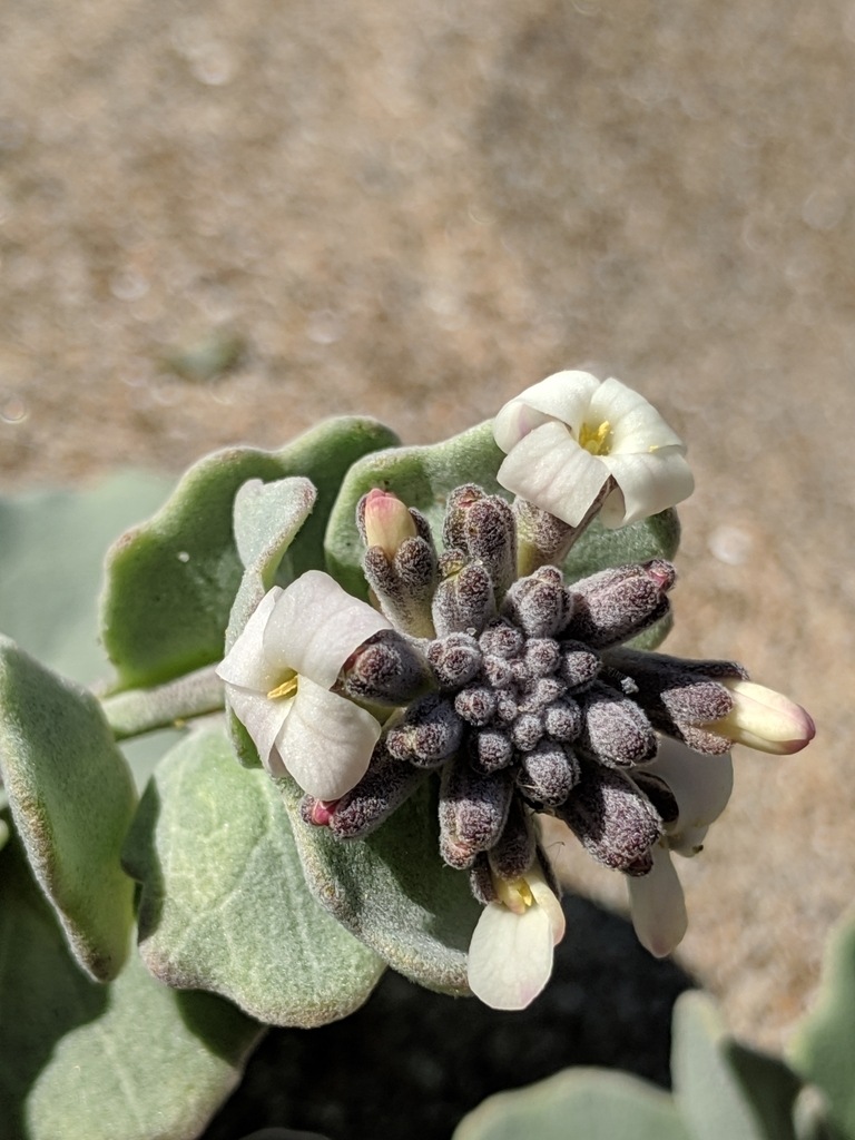 Dithyrea maritima (Beach spectaclepod), native California herb