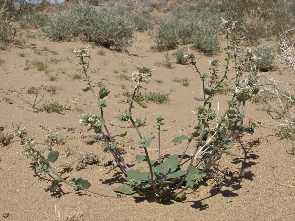 Dithyrea sp. (Spectaclepod), native California perennial