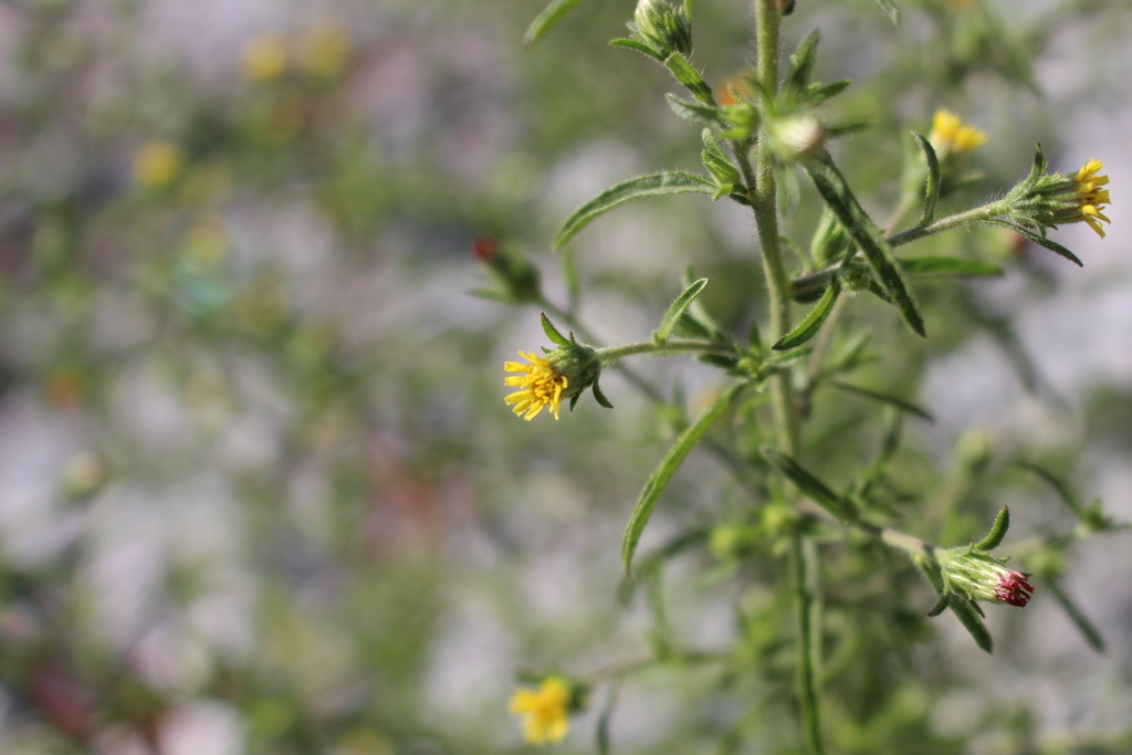 Dittrichia graveolens (Stinkwort), non-native California herb