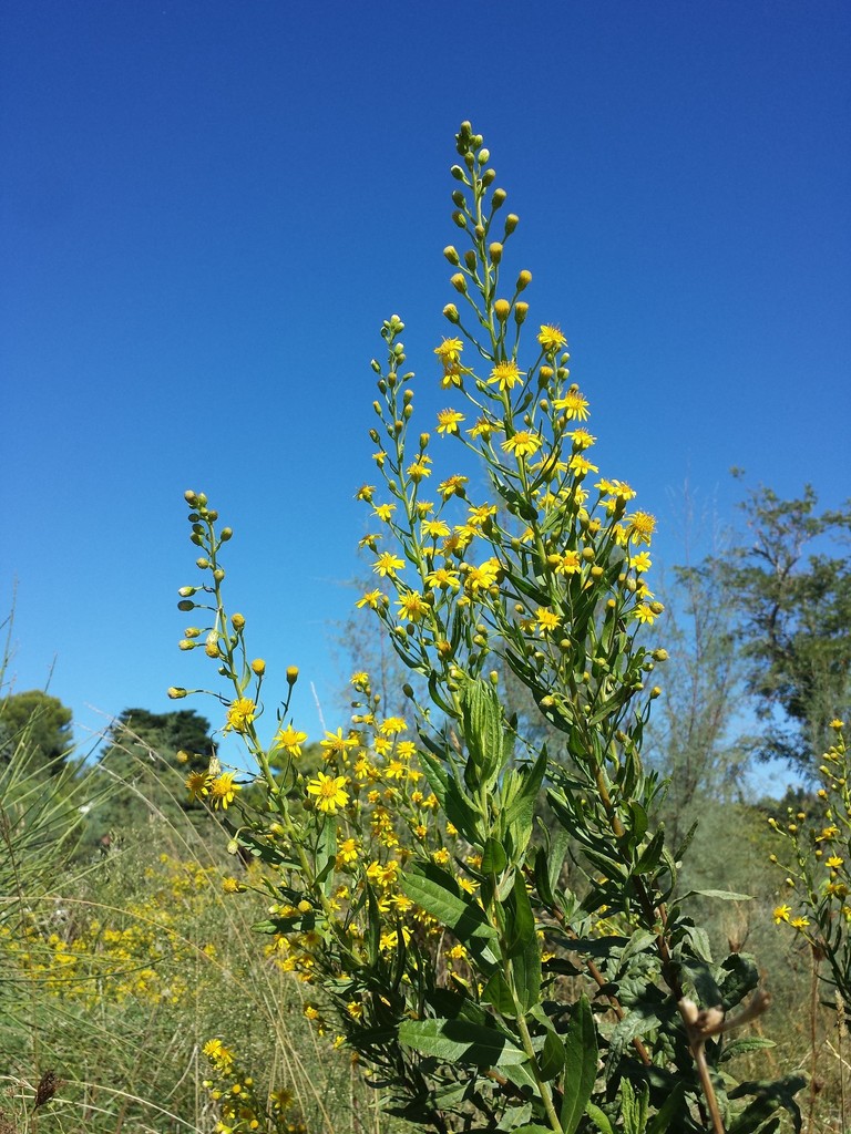 Dittrichia sp., non-native California annual