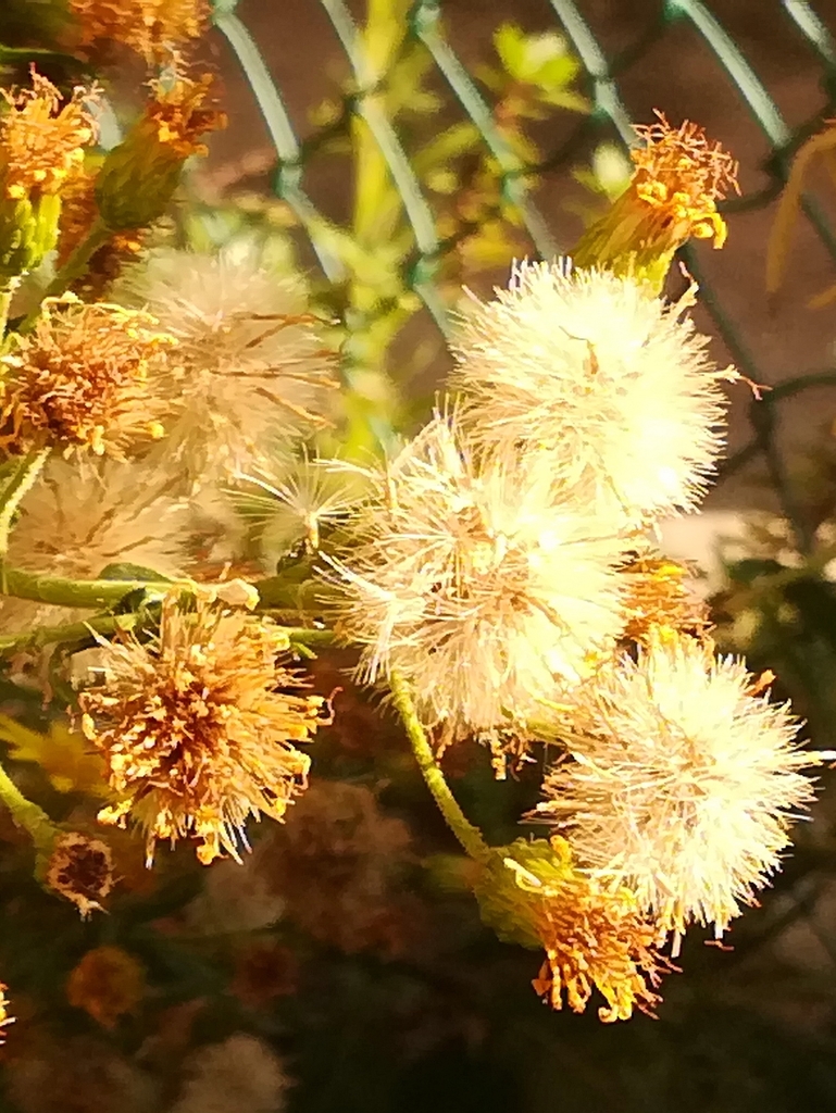 Dittrichia viscosa (False yellowhead), non-native California subshrub