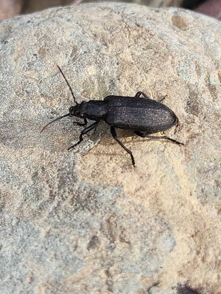 Ditylus quadricollis (Cedar False Blister Beetle), California species