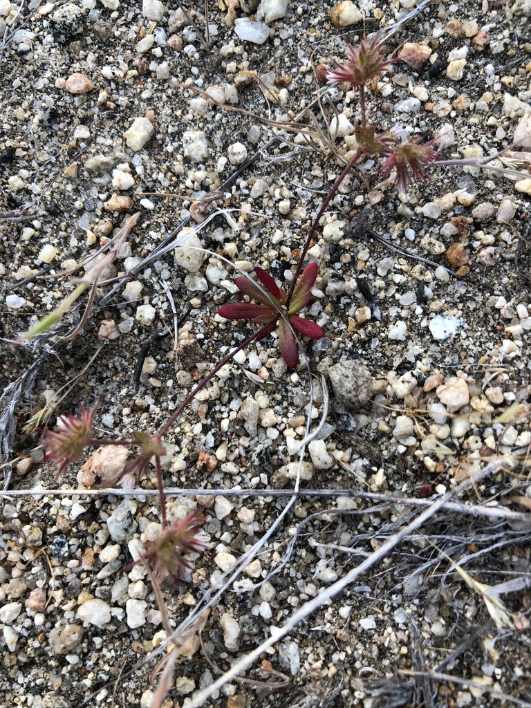 Dodecahema leptoceras (Slender-horned spineflower), native California herb