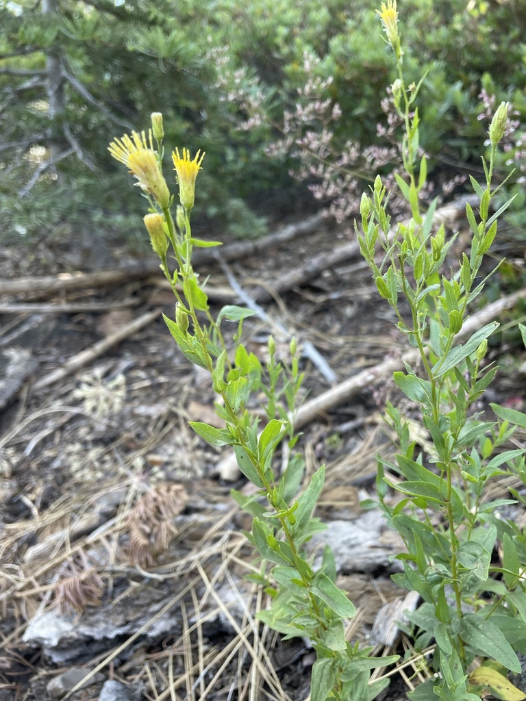 Doellingeria breweri (Brewer's aster), native California subshrub