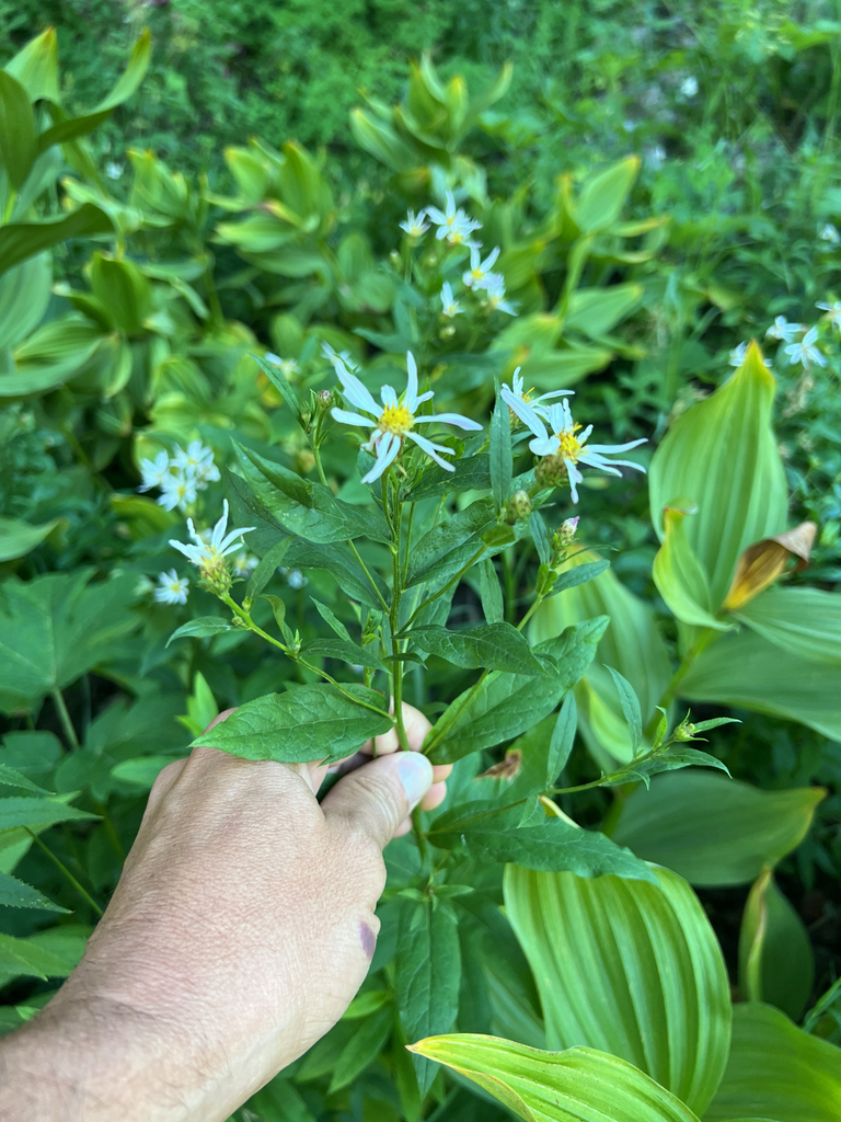Doellingeria engelmannii (Engelmann's aster), native California subshrub