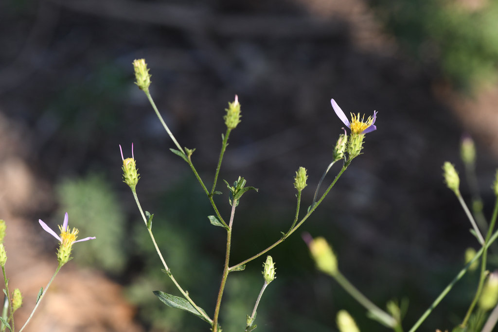 Doellingeria glabrata (Siskiyou aster), native California subshrub