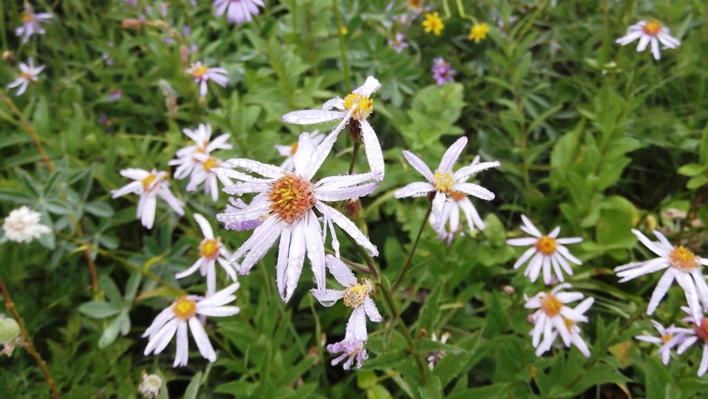 Doellingeria ledophylla var. covillei (Cascade aster), native California subshrub