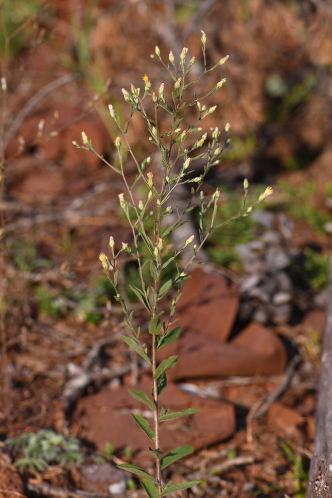 Doellingeria tomentella (Brickellbush aster), native California perennial