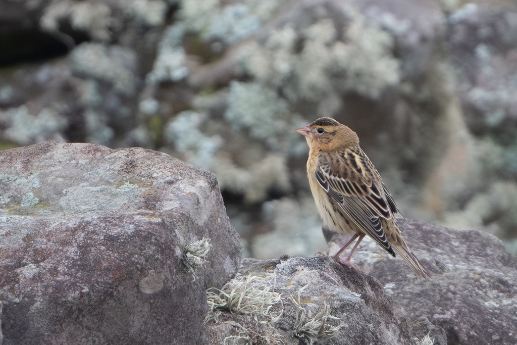 Dolichonyx oryzivorus (Bobolink), California species