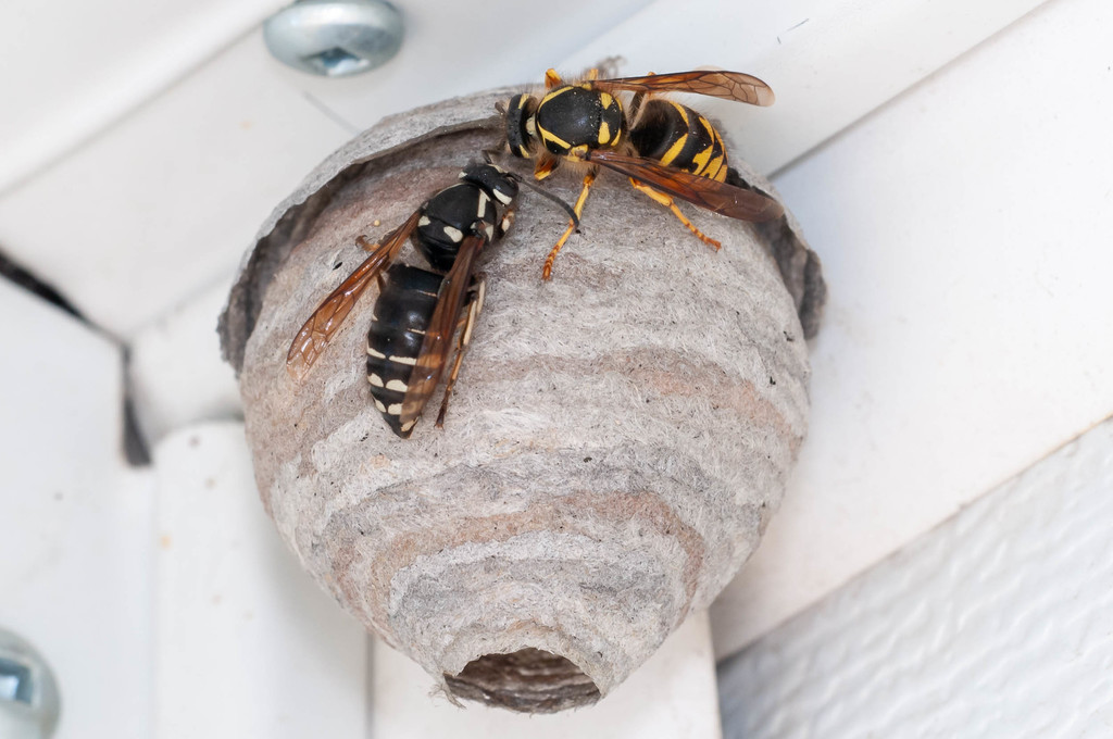 Dolichovespula arenaria (Common Aerial Yellowjacket), California species