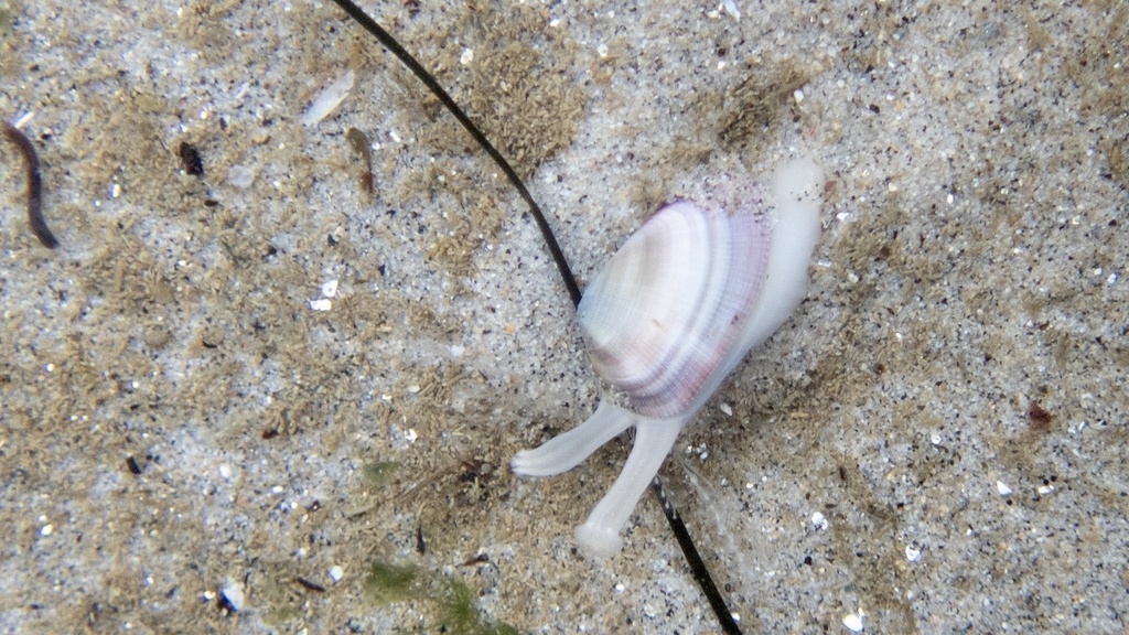 Donax gouldii (Gould Beanclam), California species