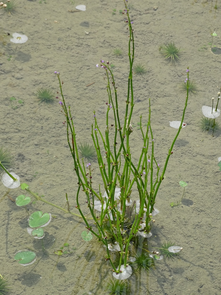 Dopatrium junceum (Dopatrium), non-native California herb
